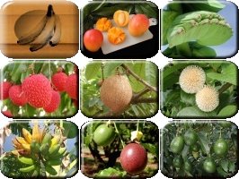 Rare Tropical Fruits Card Set Preview